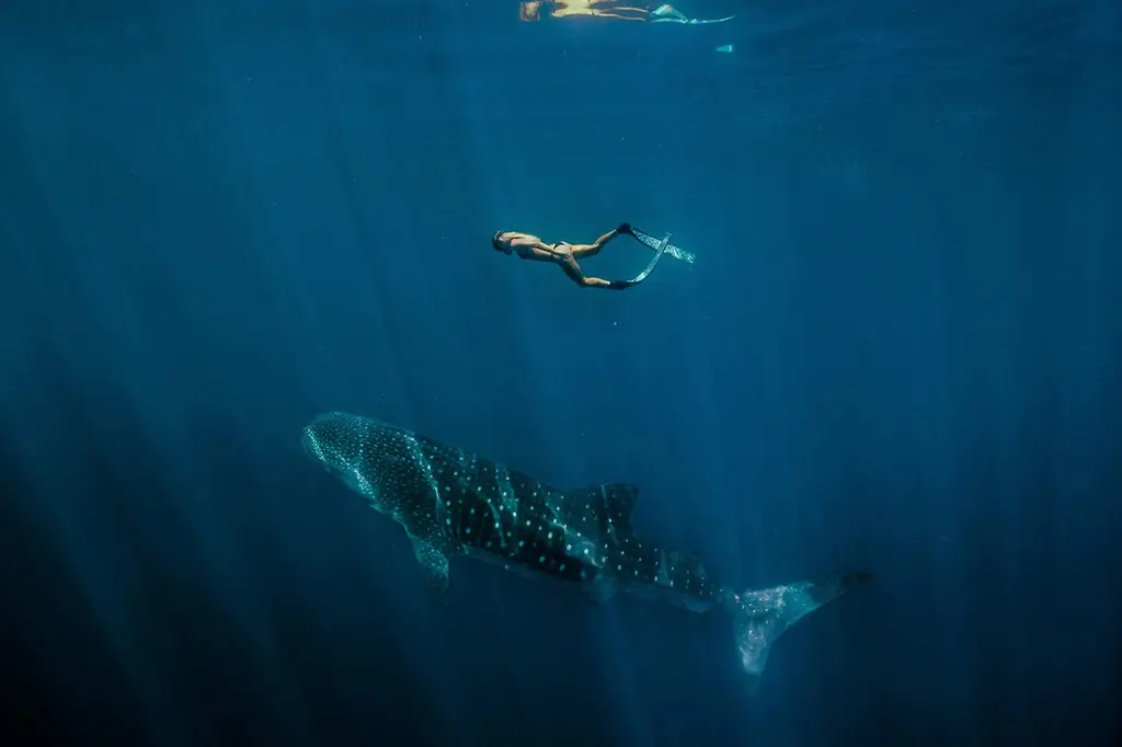 Sal Salis Ningaloo Reef image 11