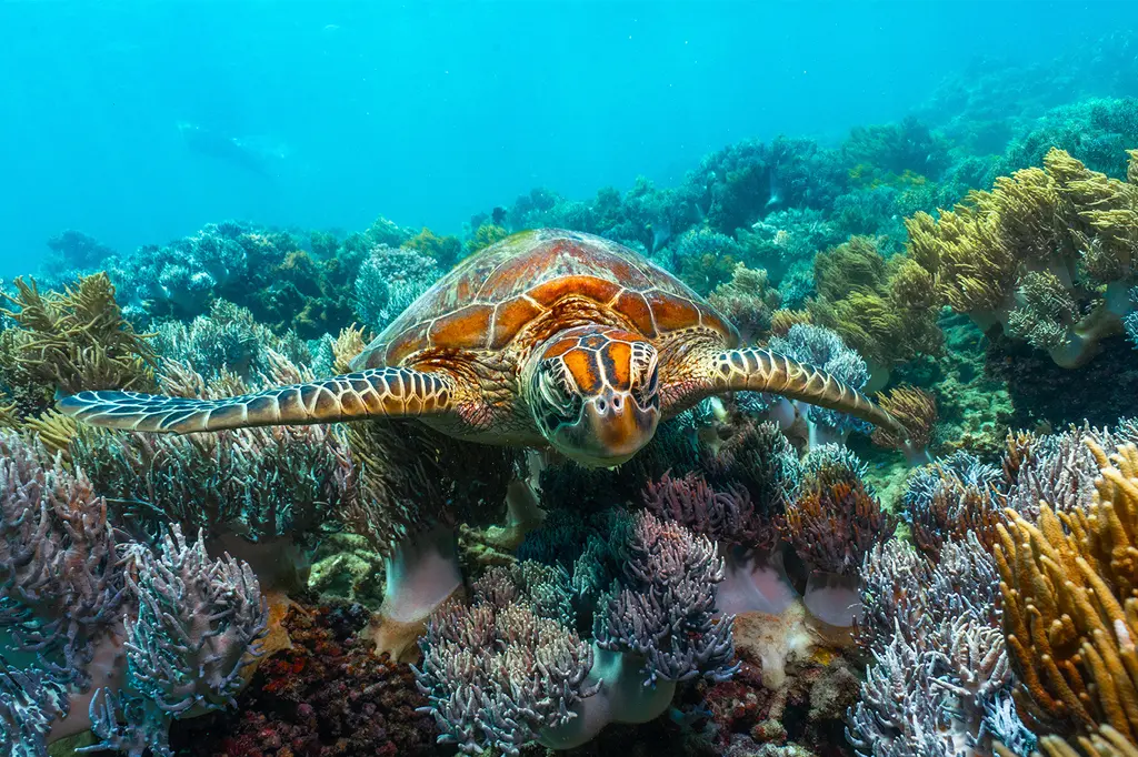 Meridian Port Douglas image 9