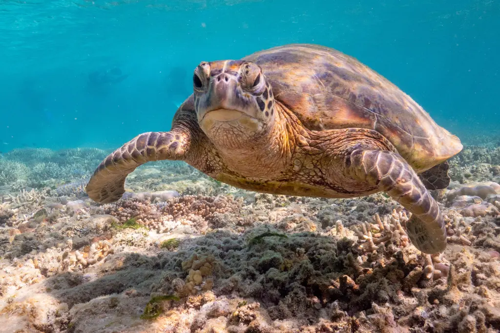 Reefsleep – Cruise Whitsundays image 9