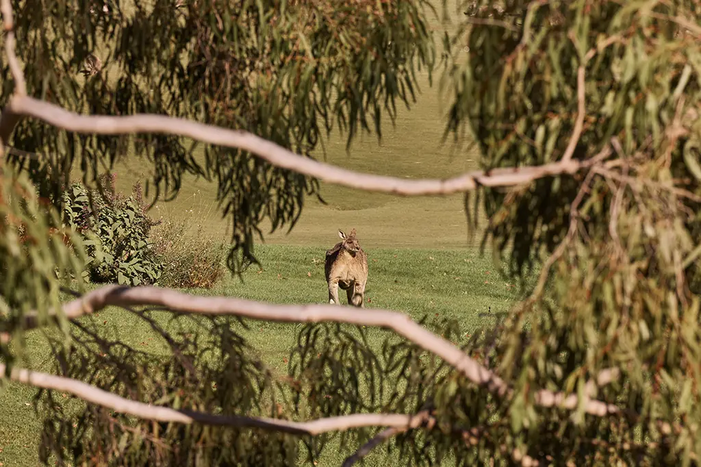 Yarra Valley Lodge image 10