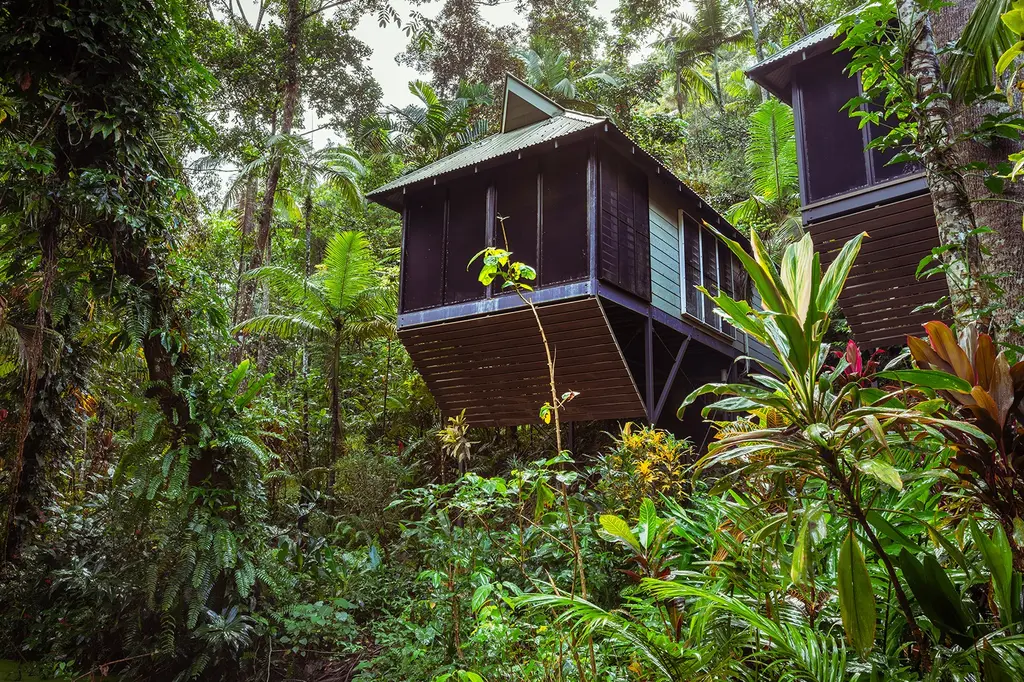 Daintree Ecolodge image 6