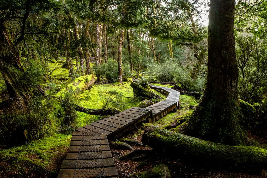 Discovery Resorts – Cradle Mountain image 10