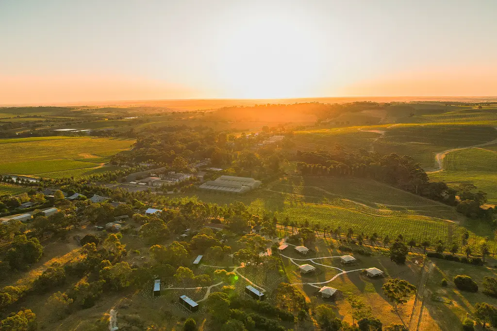 CABN X Seppeltsfield image 1