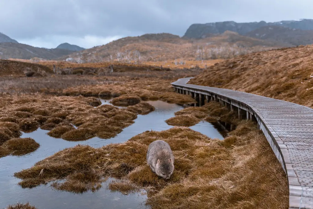 Discovery Resorts – Cradle Mountain image 7