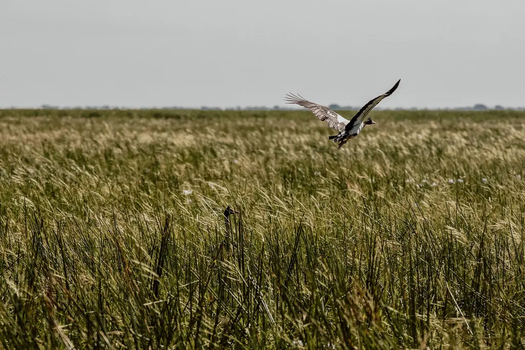 Bamurru Plains image 12