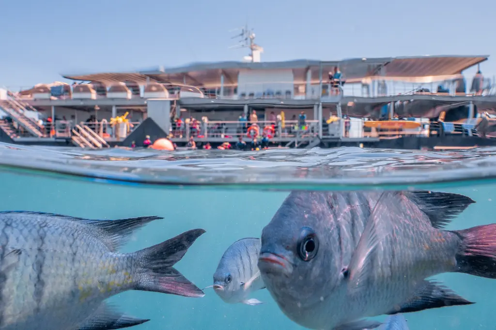 Reefsleep – Cruise Whitsundays image 4
