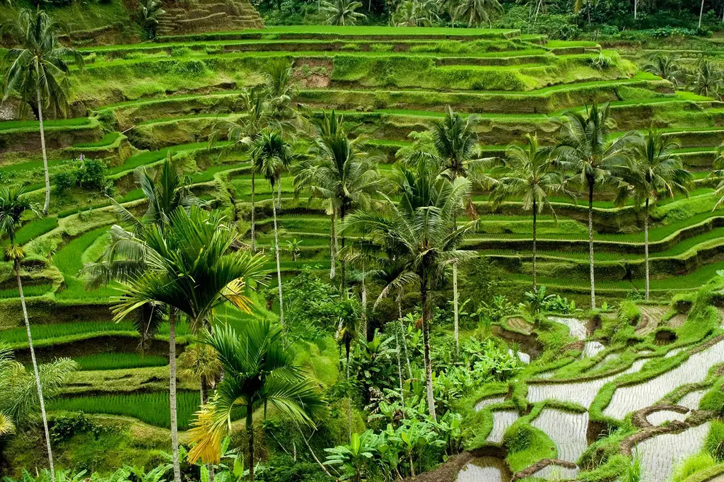 Regent Bali Canggu, an IHG Hotel image 4