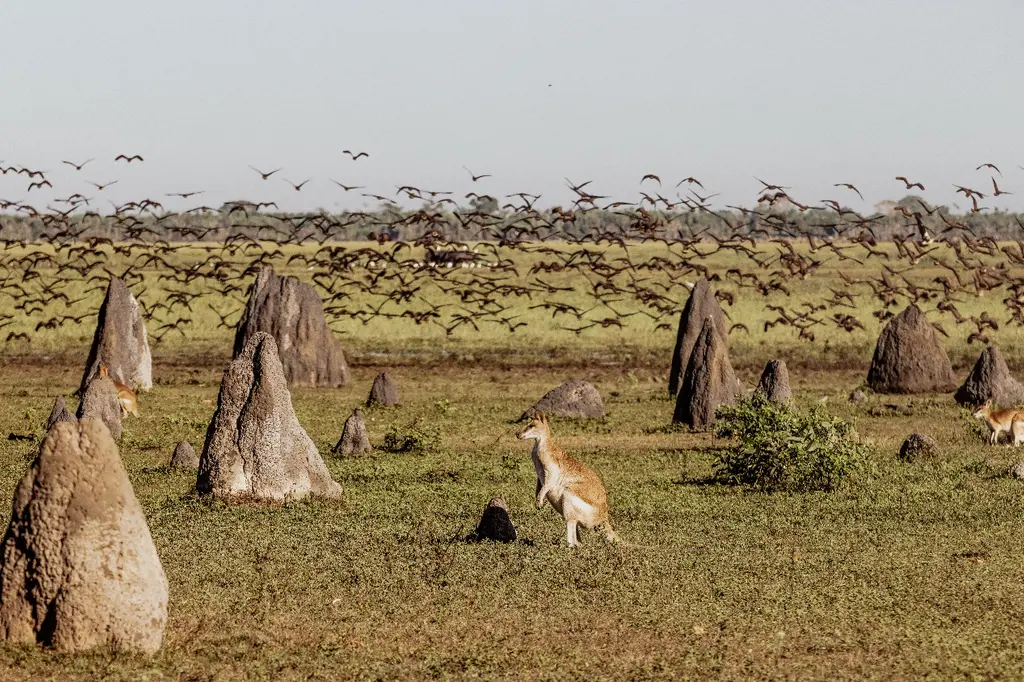 Bamurru Plains image 9