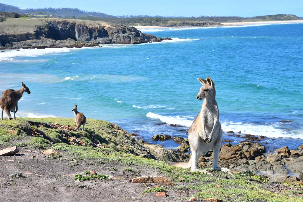 ibis budget Coffs Harbour image 4